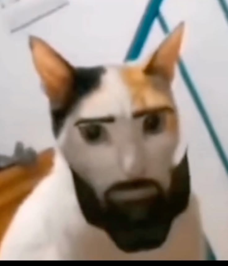 Confused Intern Cat