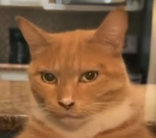 Burnout Founder Cat