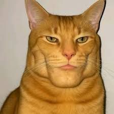 404 Cat