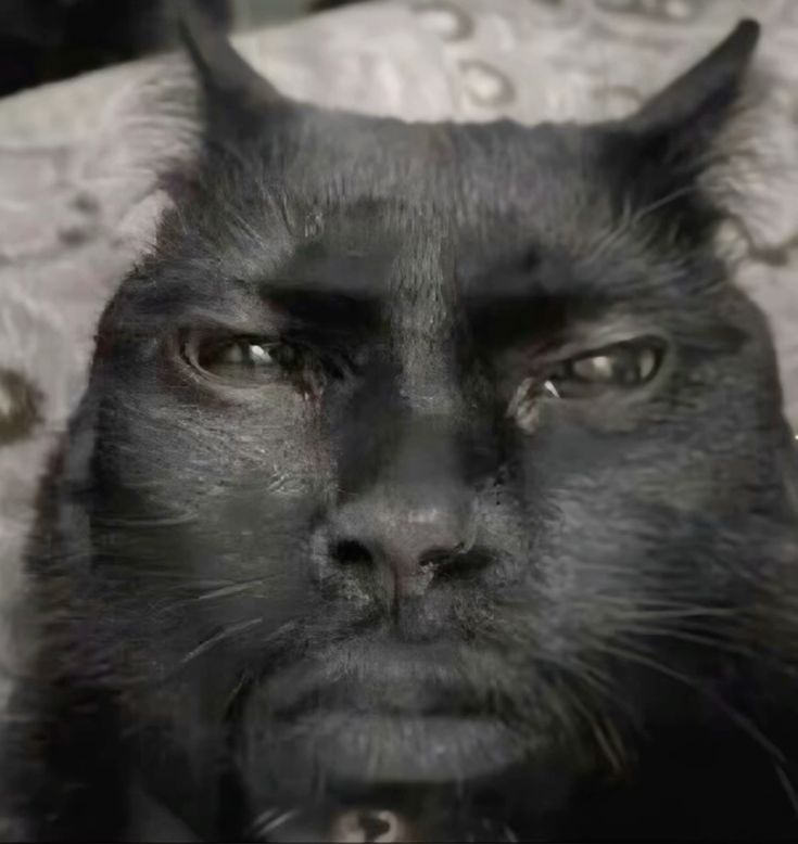Senior Dev Cat